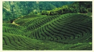 蒙顶山茶的养生功效