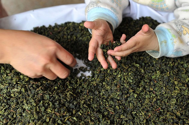 中国安溪铁观音茶叶都宁静背后的繁忙