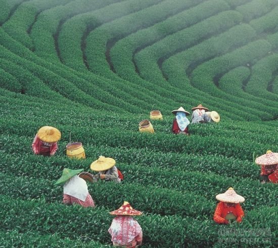 点击查看源网页 台湾茶的采摘