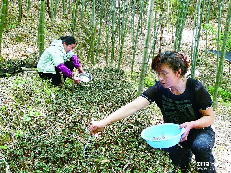 点击查看源网页 金线莲的采摘
