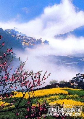 油菜金黄桃花